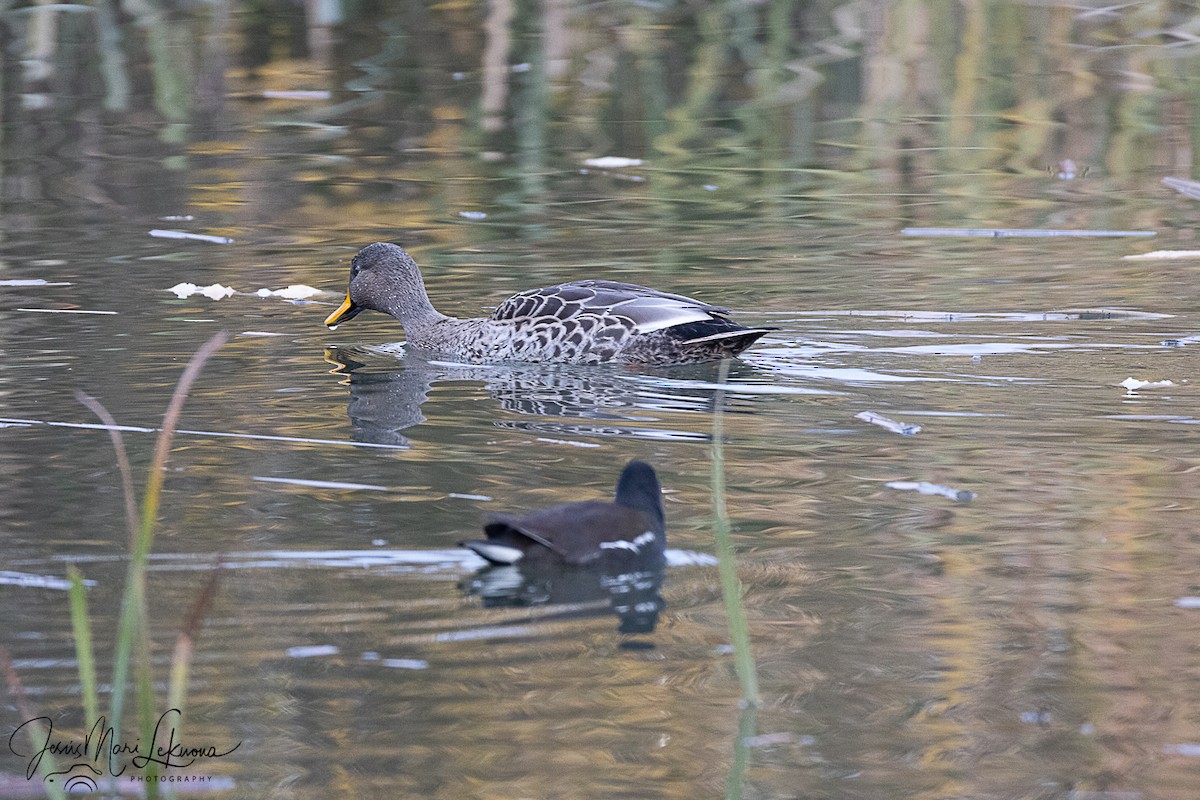 ברכיה (מבויתת) - ML646574141