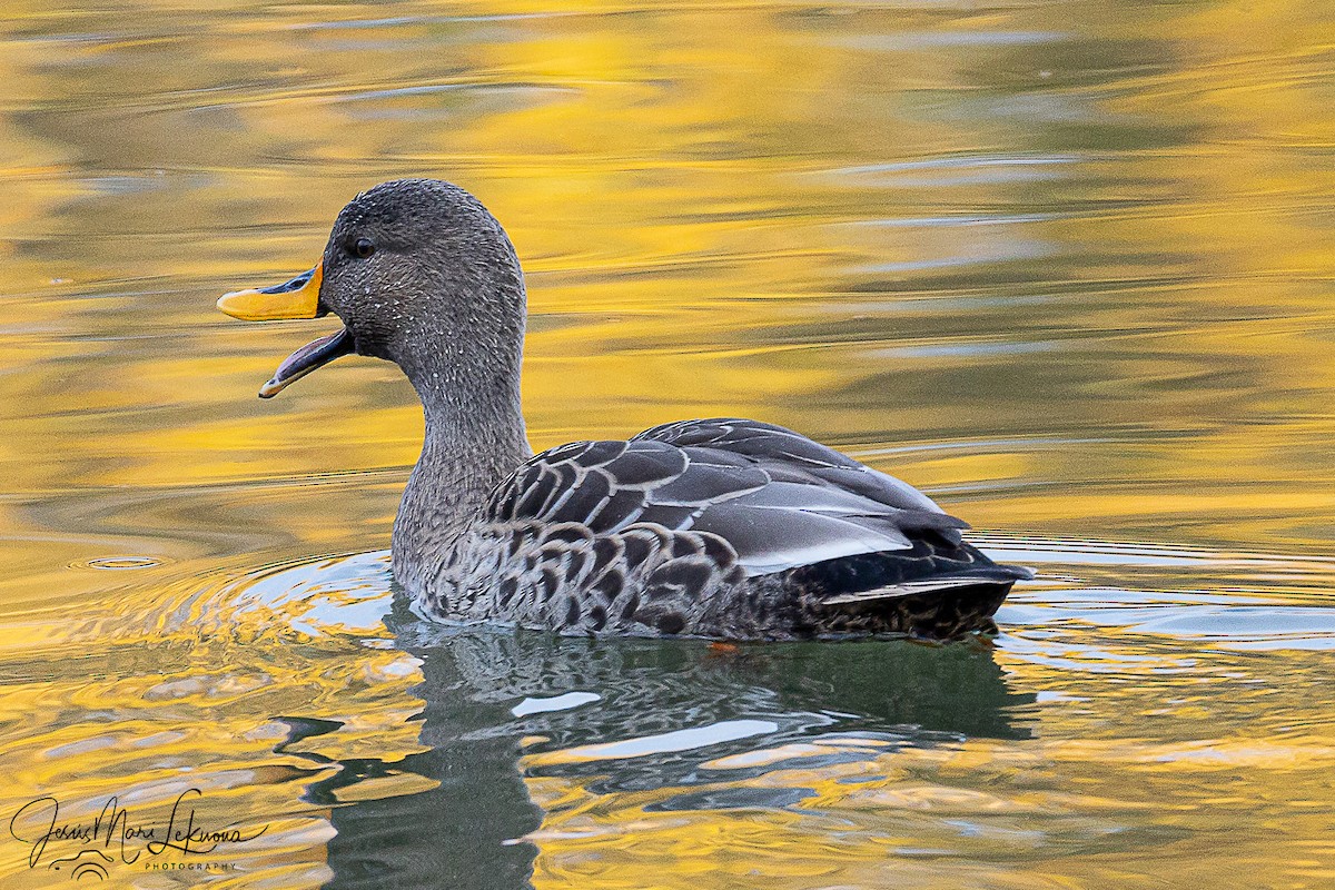 ברכיה (מבויתת) - ML646574142