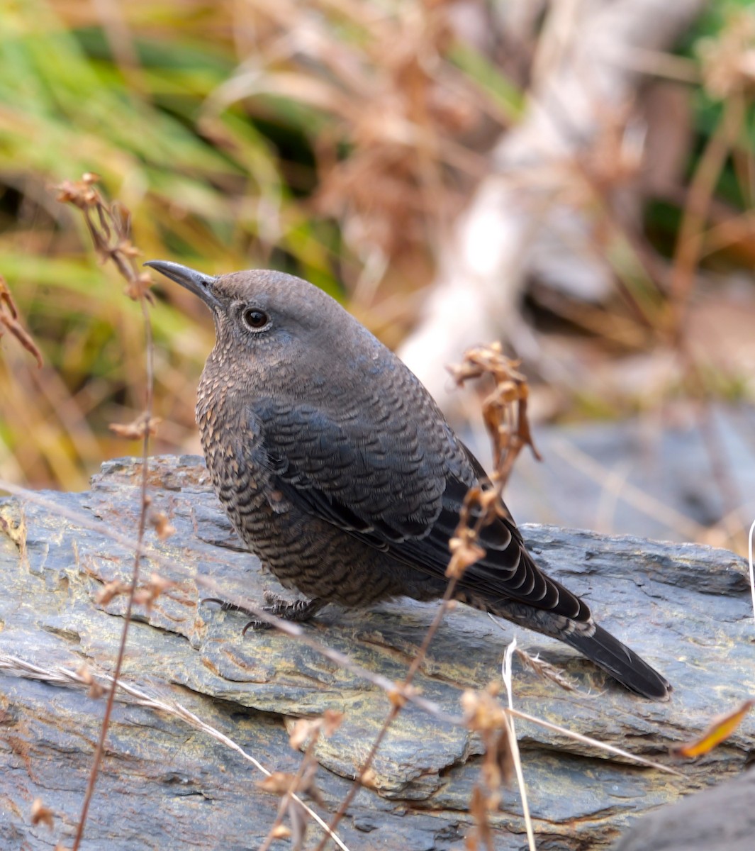 藍磯鶇 - ML646574143