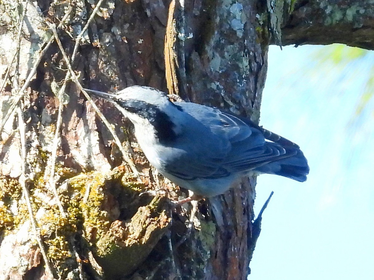 Giant Nuthatch - ML646574144