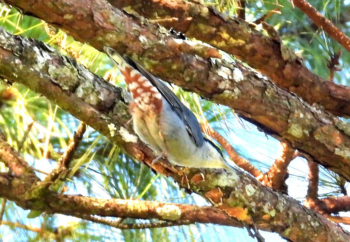 Giant Nuthatch - ML646574145