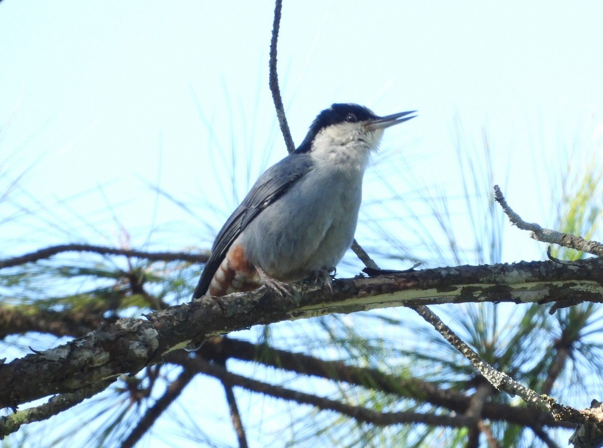 Giant Nuthatch - ML646574146