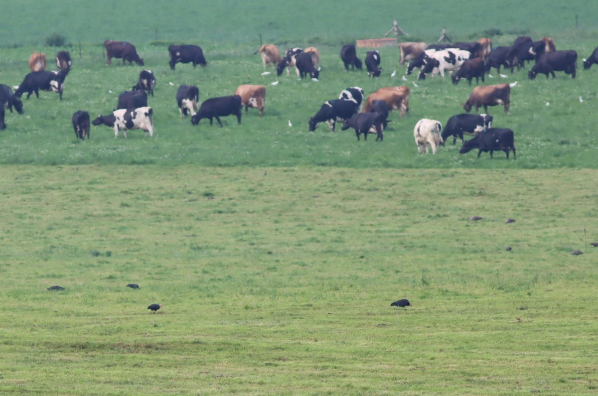 Southern Bald Ibis - ML646574147