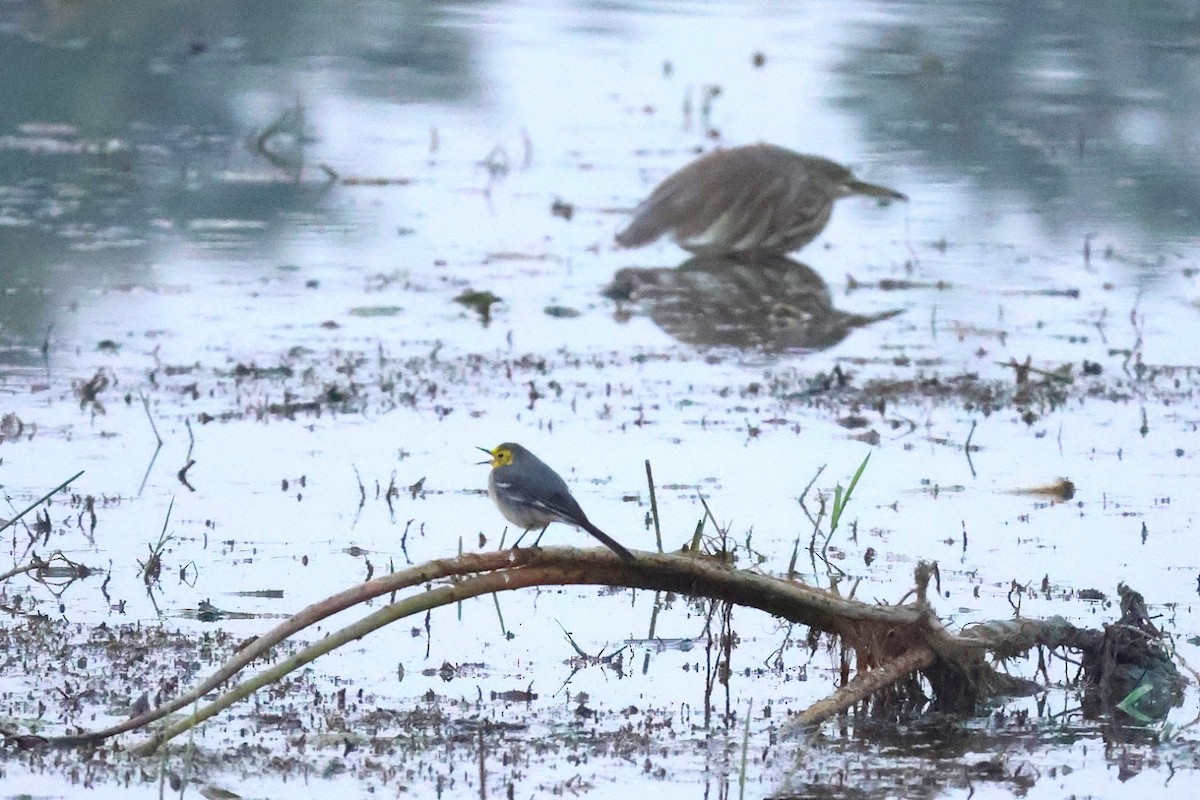 Citrine Wagtail - ML646574148