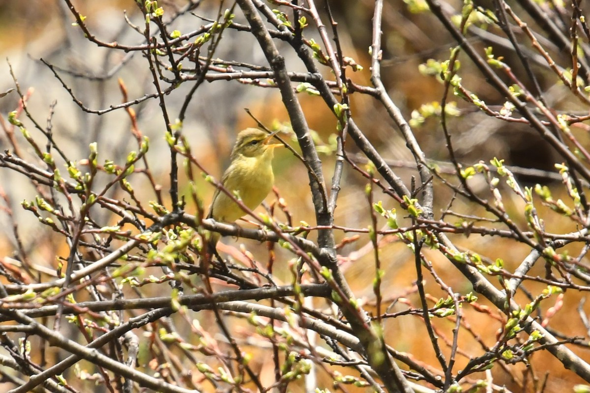 Tickell Çıvgını (occisinensis) - ML646574150