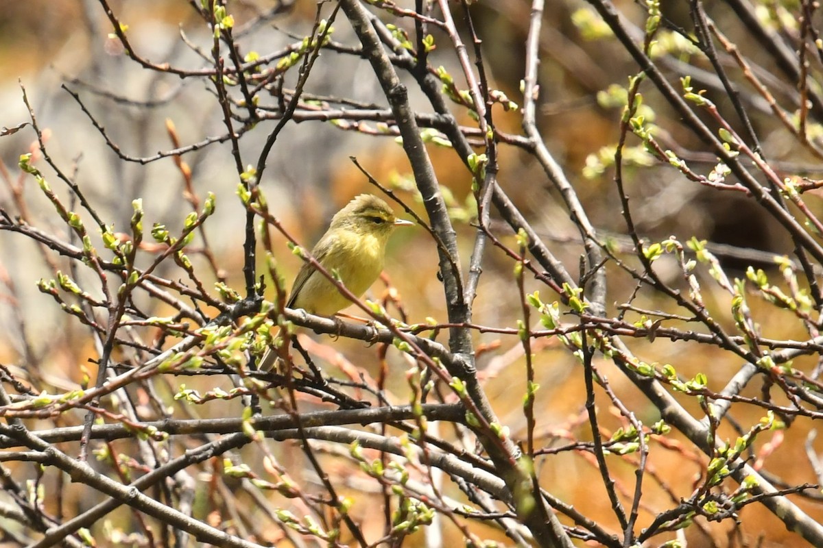 Tickell Çıvgını (occisinensis) - ML646574151