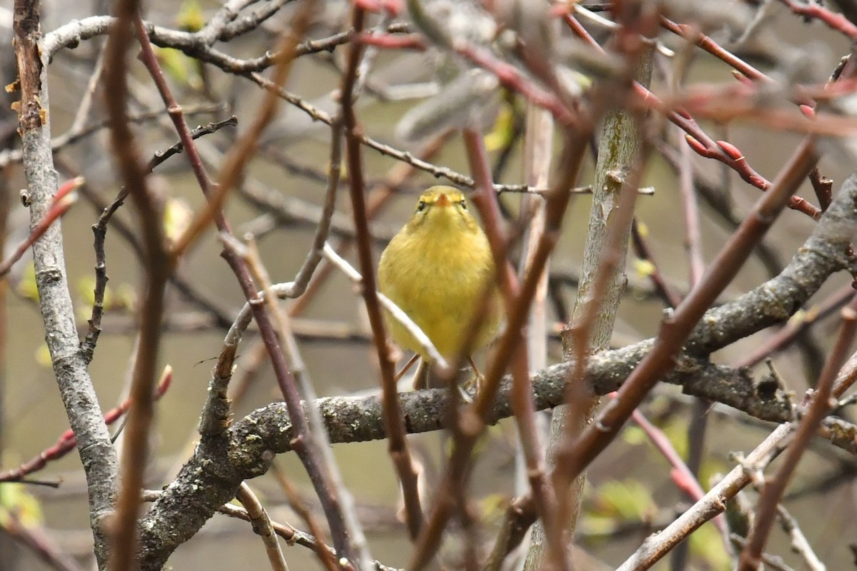 Tickell Çıvgını (occisinensis) - ML646574152