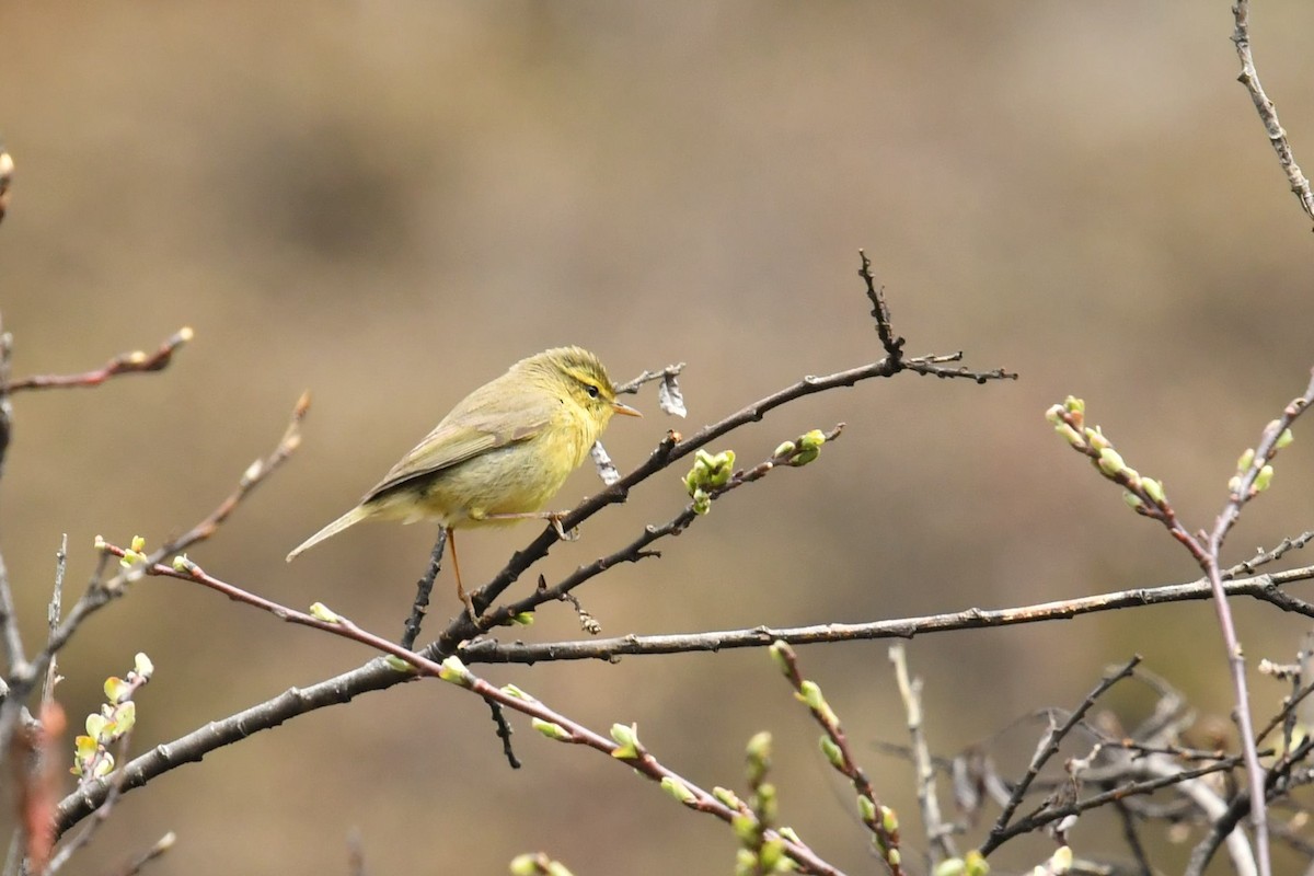 Tickell Çıvgını (occisinensis) - ML646574153