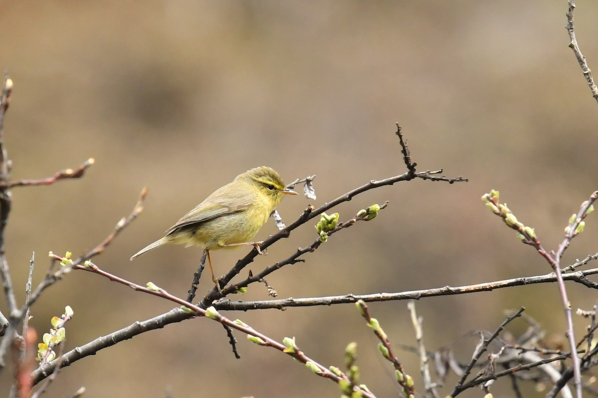 Tickell Çıvgını (occisinensis) - ML646574154