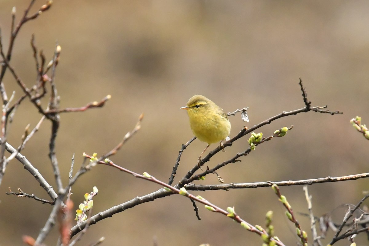 Tickell Çıvgını (occisinensis) - ML646574155