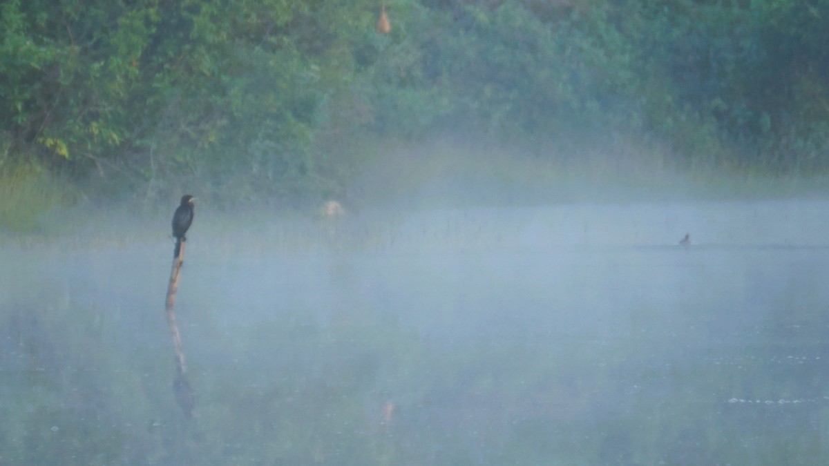 Little Cormorant - ML646574156