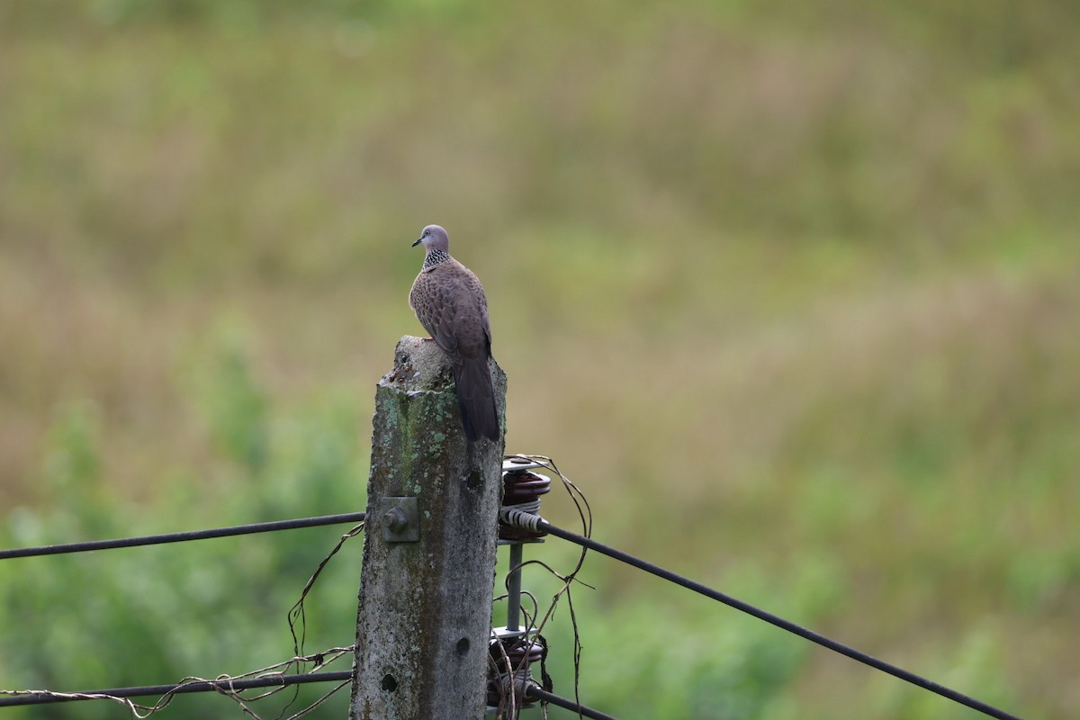 Spotted Dove - ML646574159
