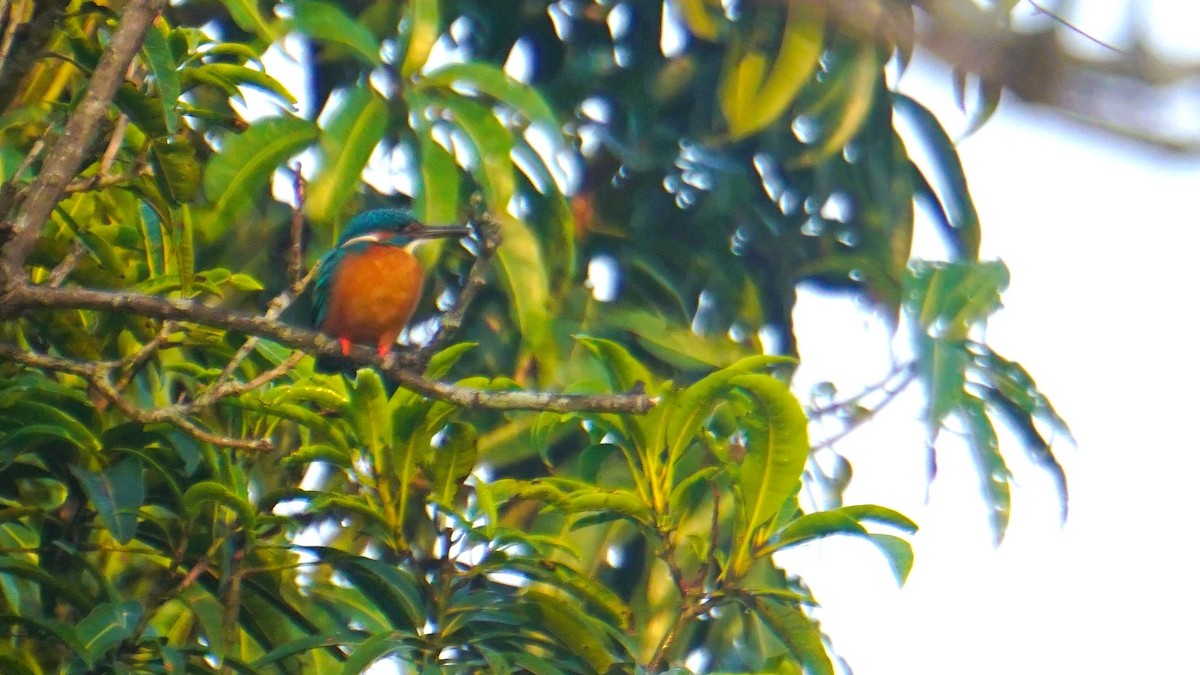 Номин шогшир - ML646574163