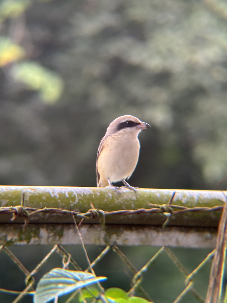 Brown Shrike - ML646574164