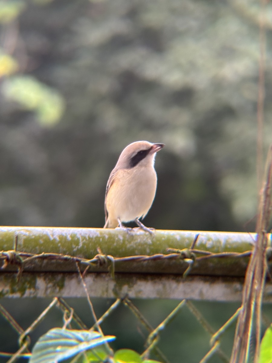 Brown Shrike - ML646574165