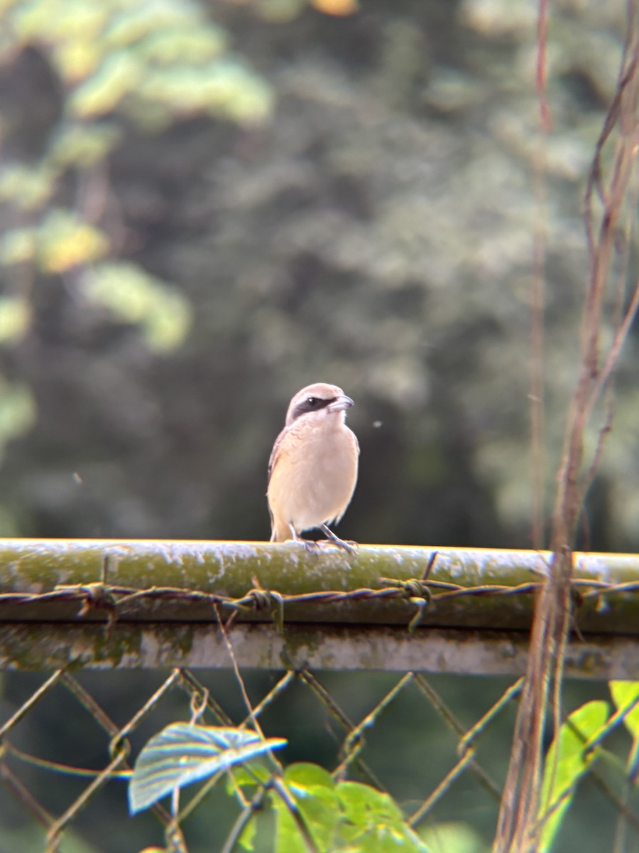 Brown Shrike - ML646574166