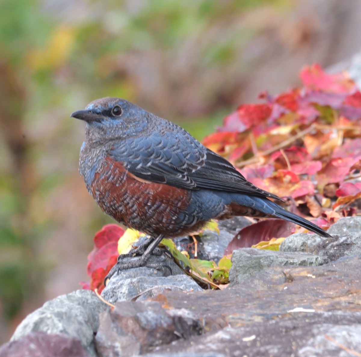 藍磯鶇 - ML646574167