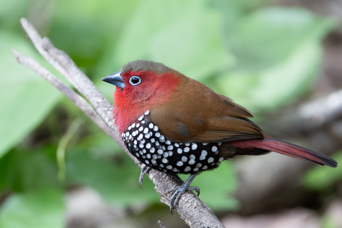 Sénégali enflammé - ML646574186