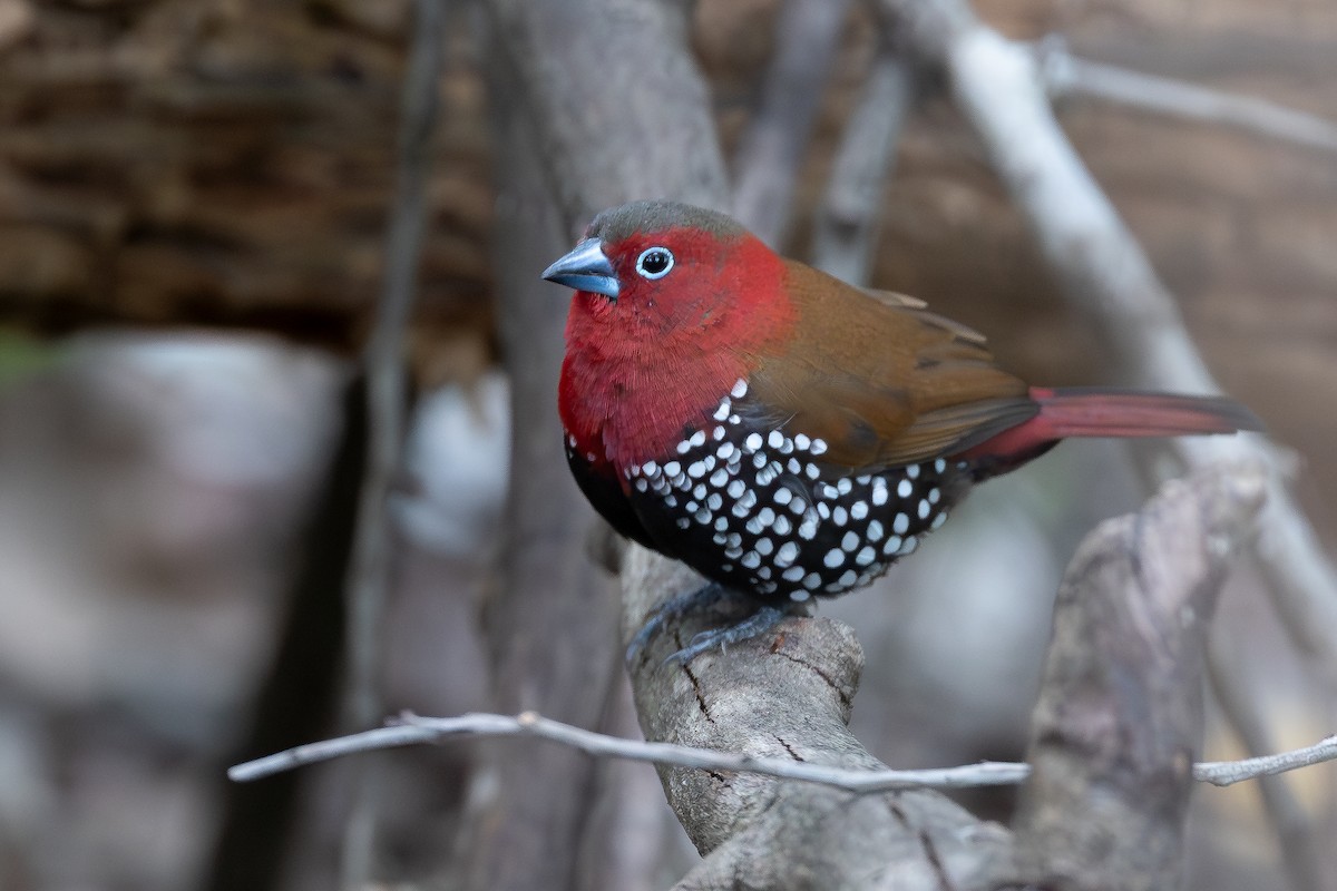 Sénégali enflammé - ML646574188