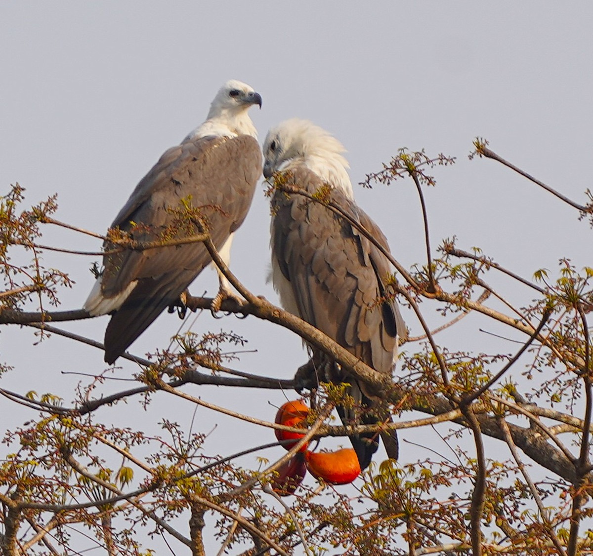 White-bellied Sea-Eagle - ML646574189