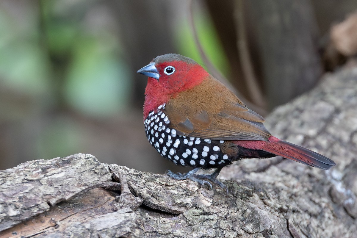 Sénégali enflammé - ML646574190