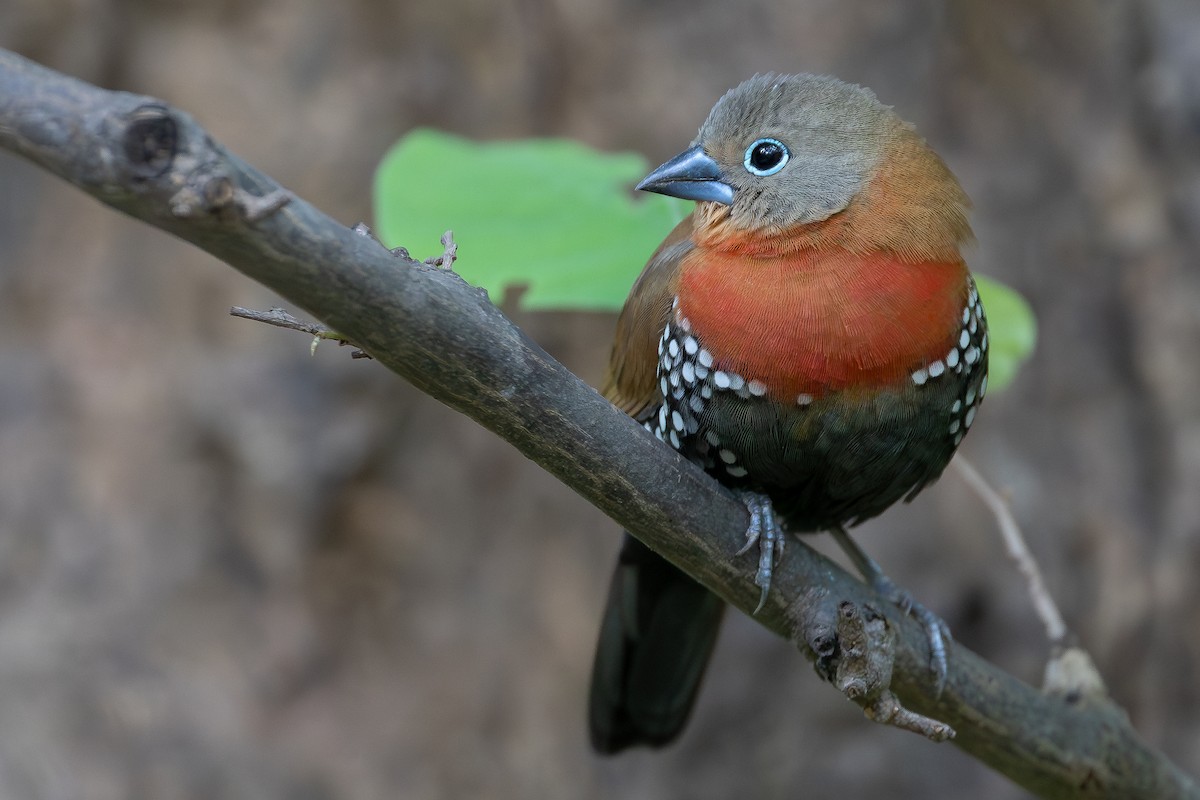 Sénégali enflammé - ML646574191