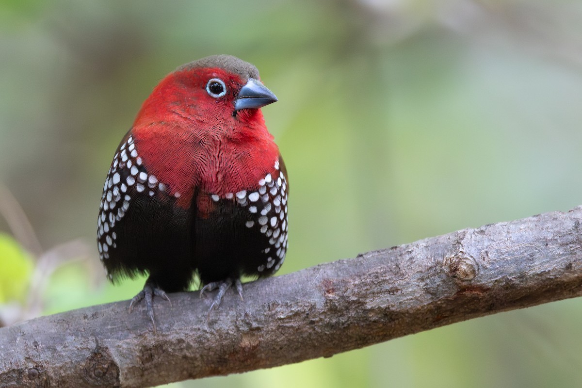 Sénégali enflammé - ML646574192