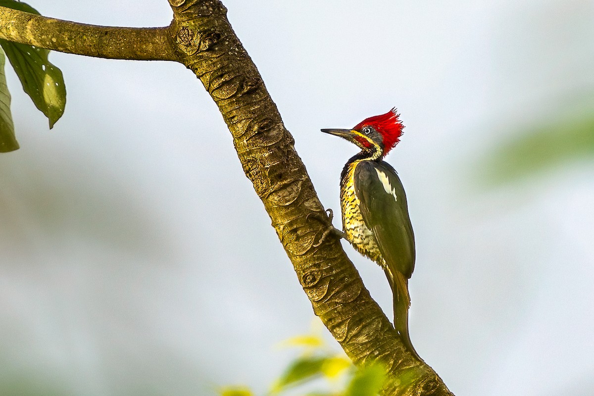 Lineated Woodpecker - ML646574195