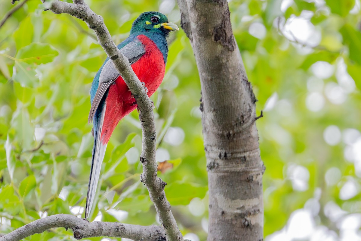 Trogon narina - ML646574198