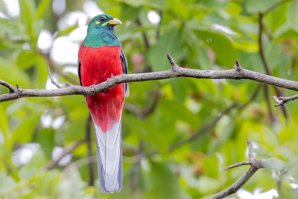 Trogon narina - ML646574199