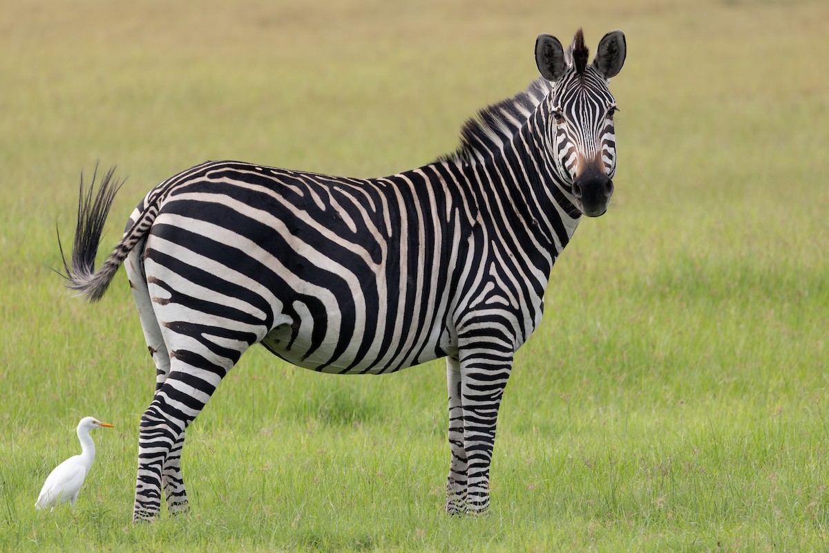 Zèbre des Plaines - ML646574202