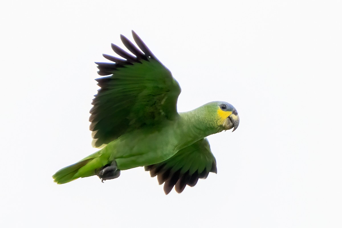 Orange-winged Amazon - ML646574203