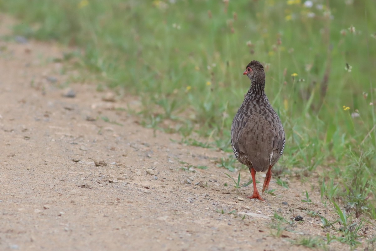 Red-necked Spurfowl - ML646574205