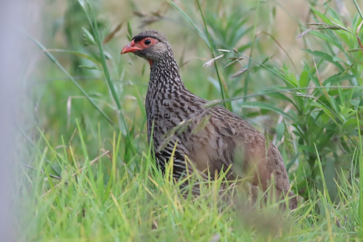 Red-necked Spurfowl - ML646574206