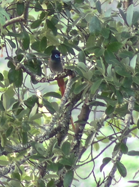 Африканская райская мухоловка - ML646574208