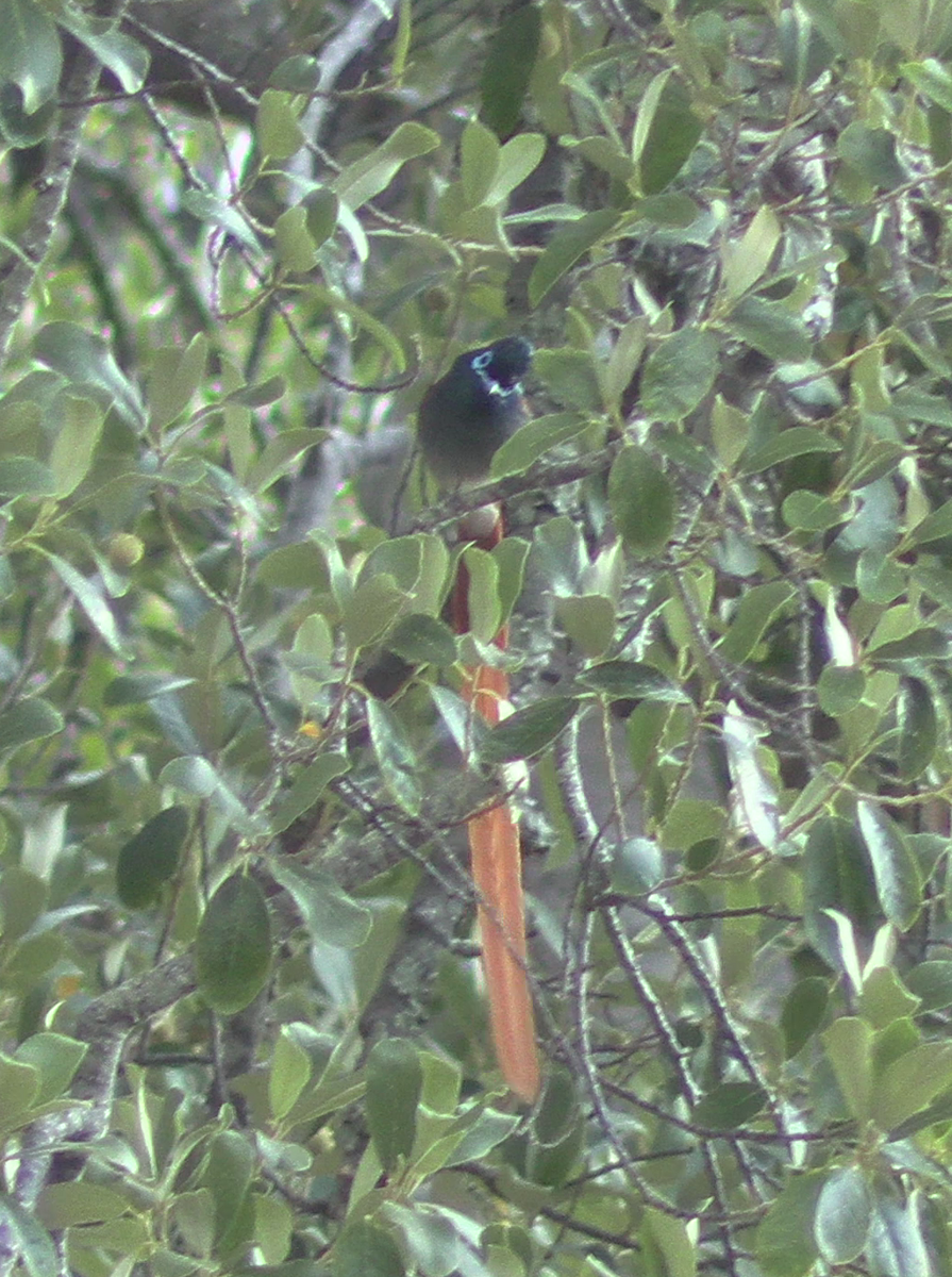 Африканская райская мухоловка - ML646574209