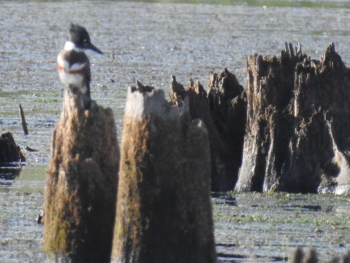 Belted Kingfisher - Bruce Hoover