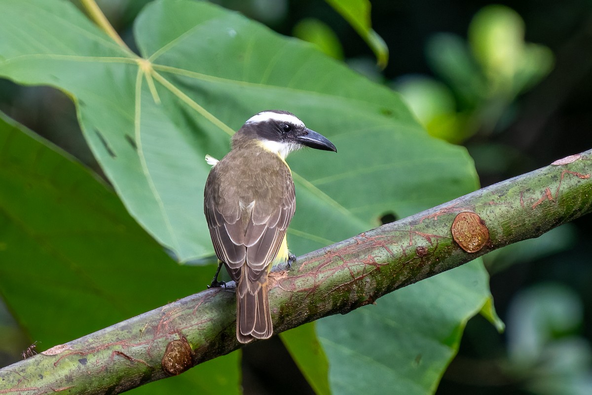 Пітанга-великодзьоб - ML646574211