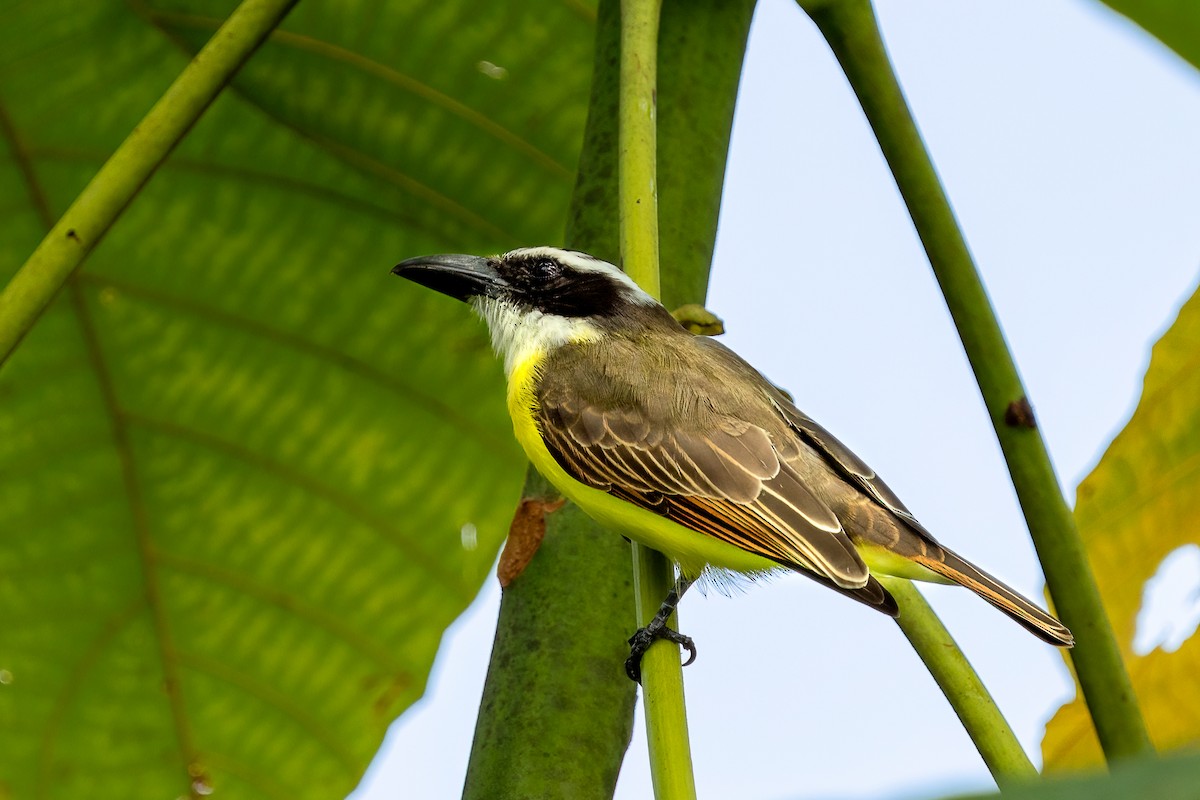 Пітанга-великодзьоб - ML646574212