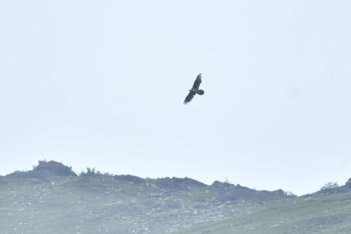 orlosup bradatý - ML646574218