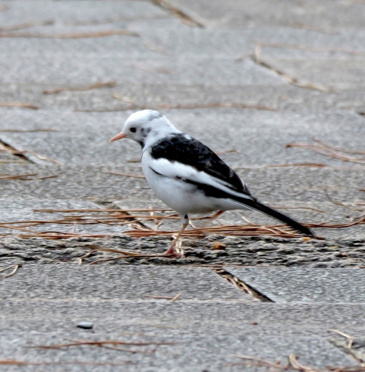 日本鶺鴒 - ML646574220