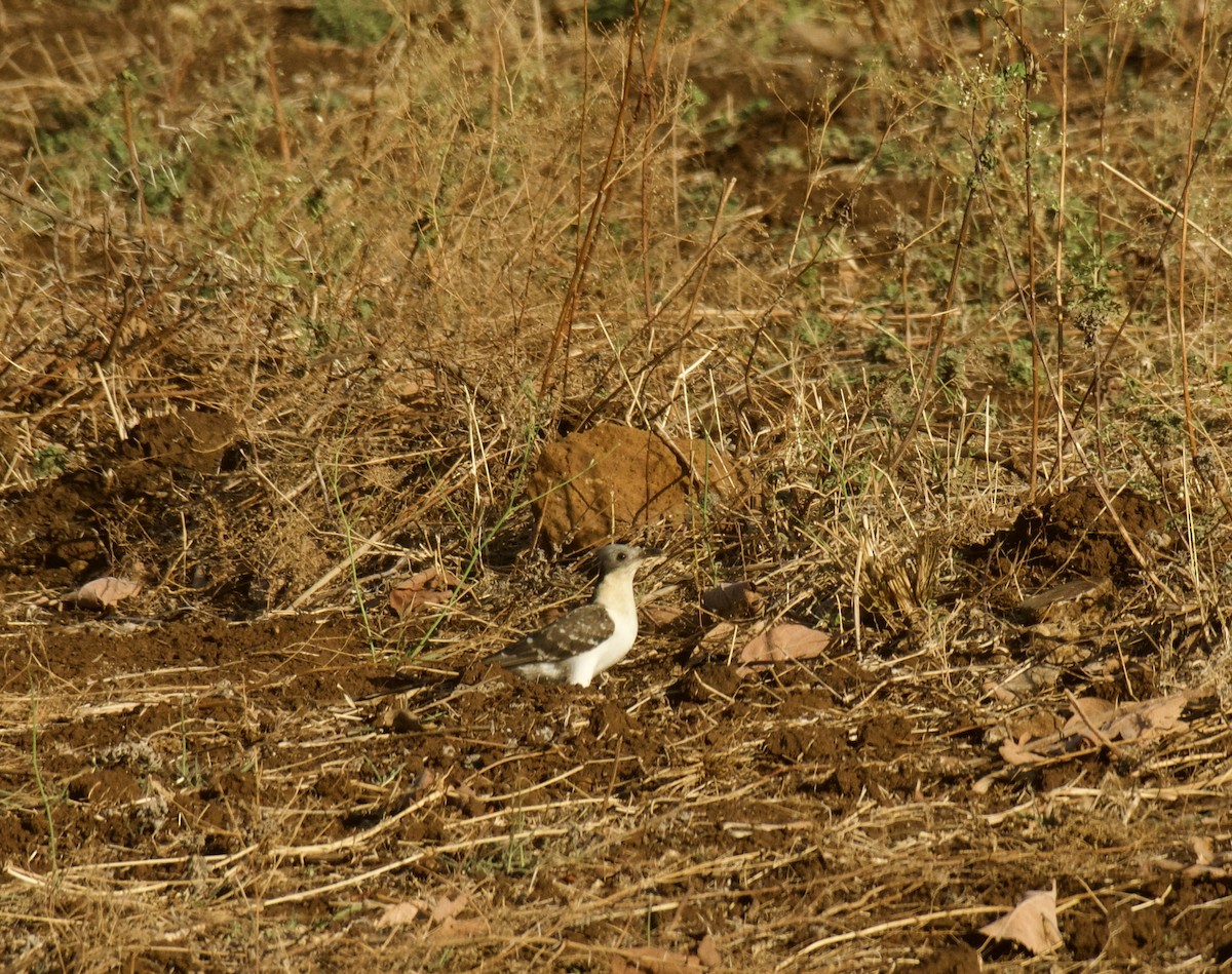 קוקיה מצויצת - ML646574221