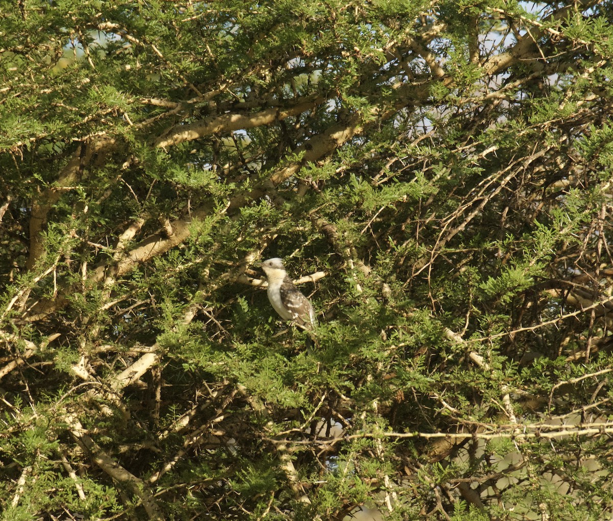 קוקיה מצויצת - ML646574222