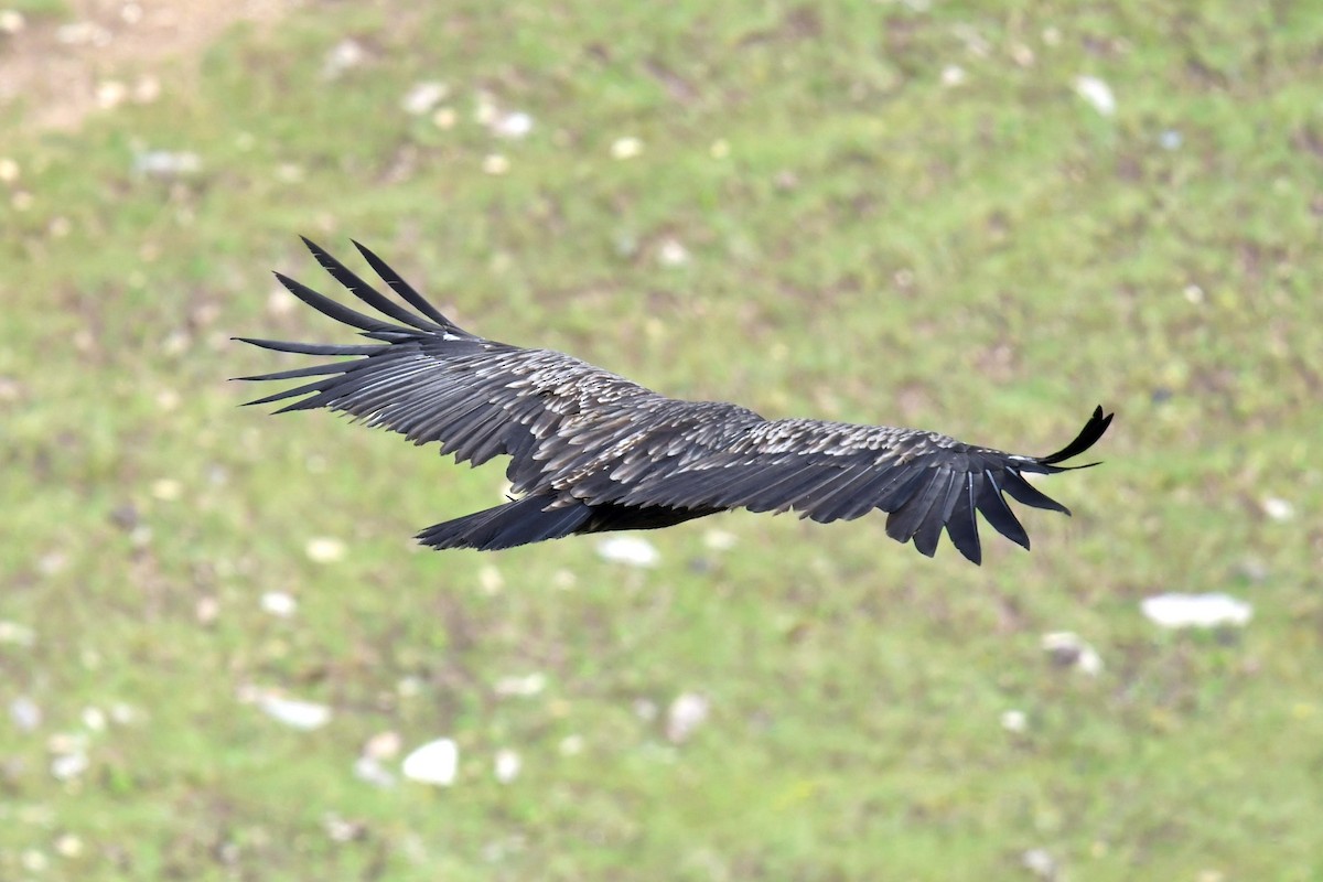 Vautour de l'Himalaya - ML646574223