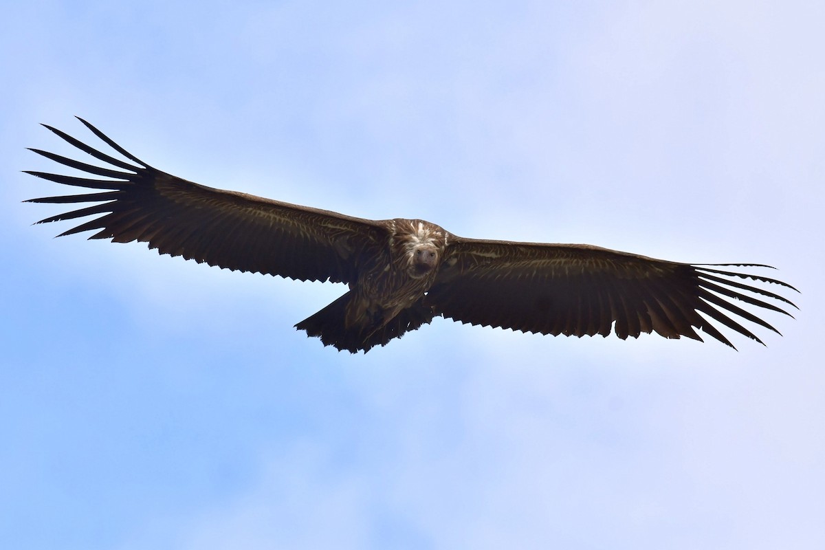 Vautour de l'Himalaya - ML646574224