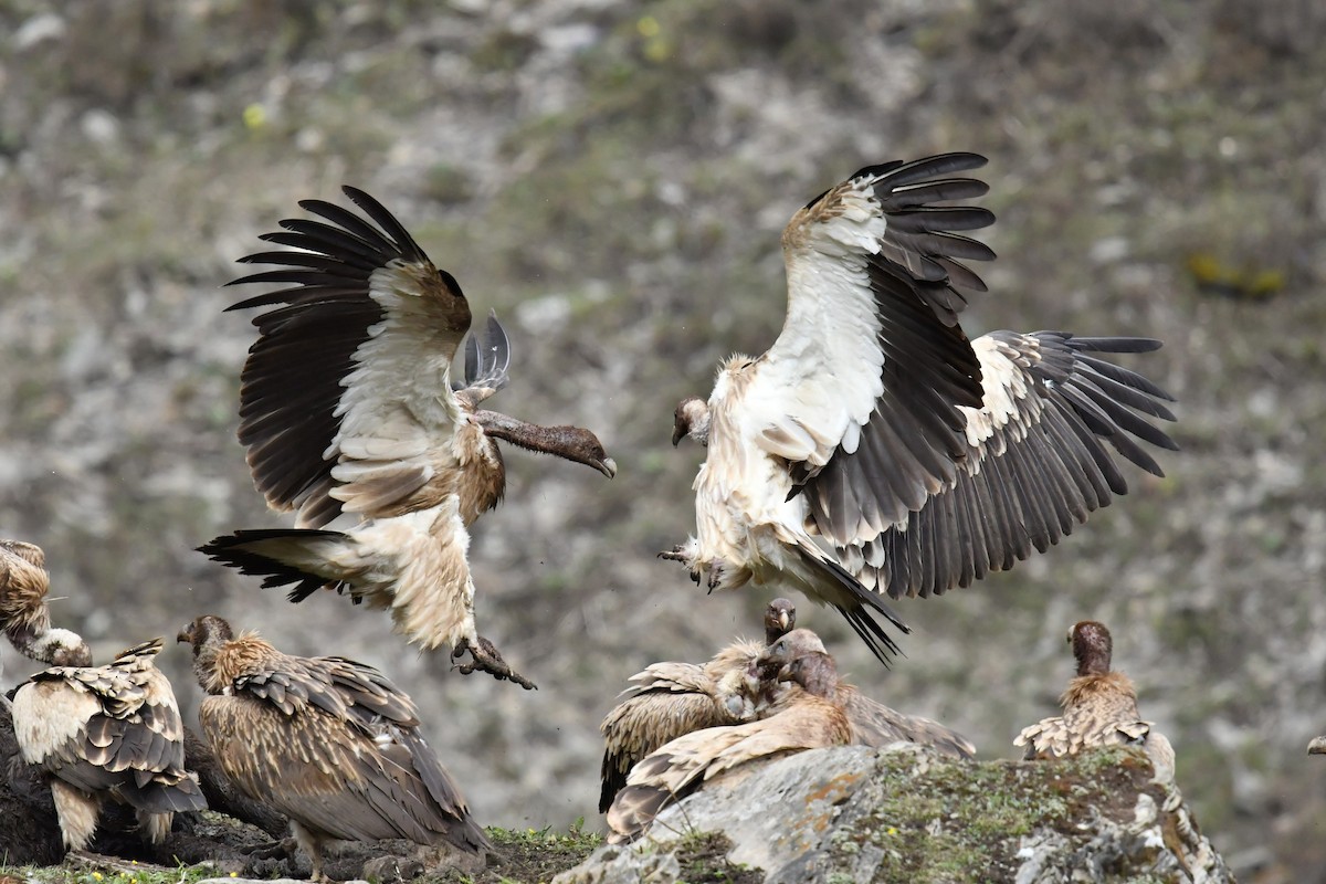 Vautour de l'Himalaya - ML646574225