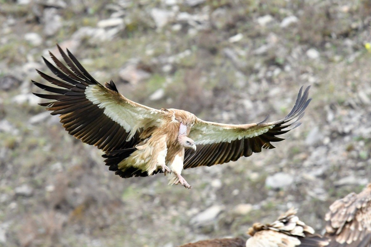 Vautour de l'Himalaya - ML646574226