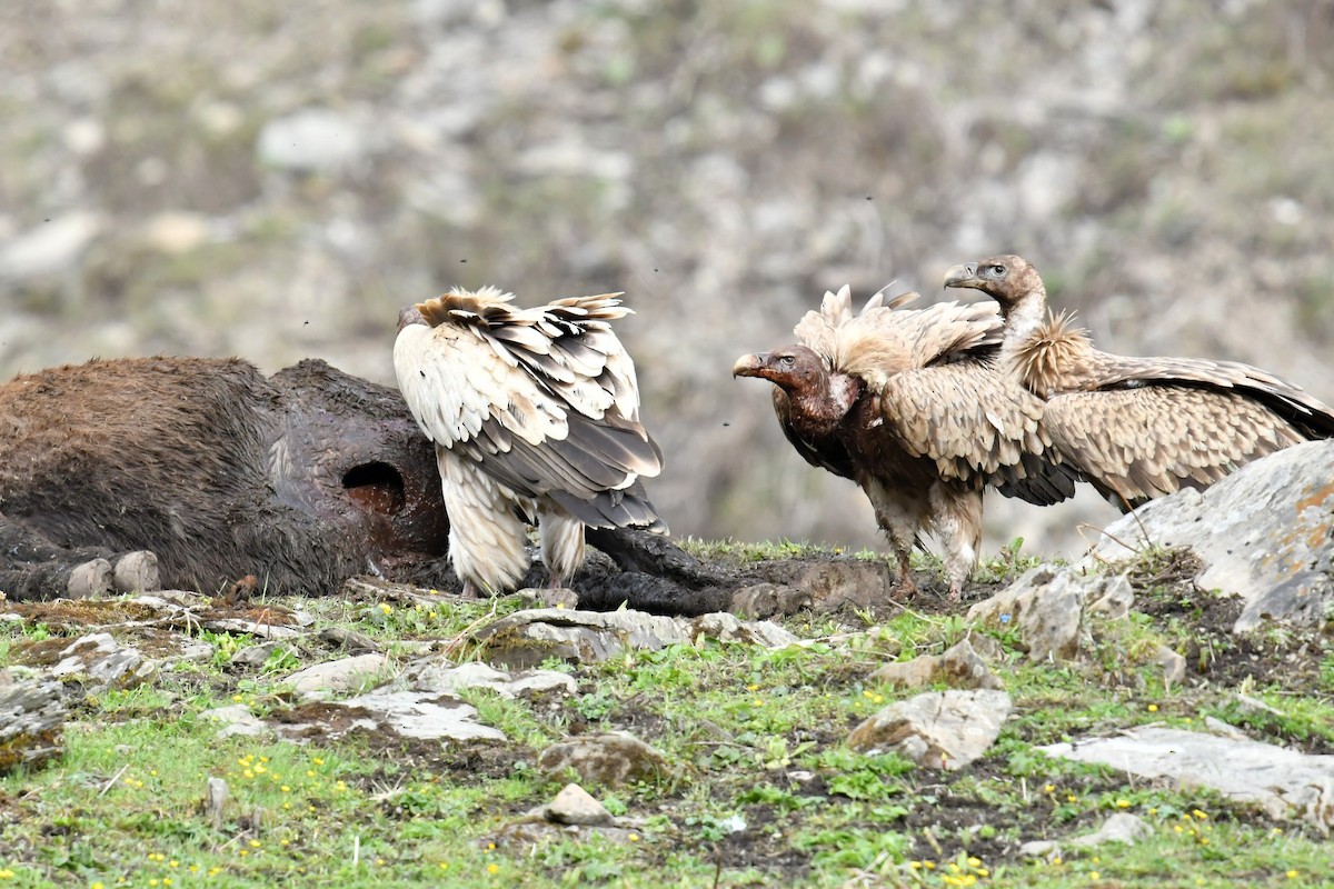 Vautour de l'Himalaya - ML646574227