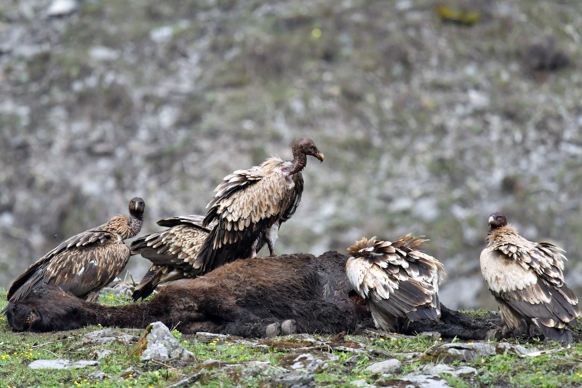 Vautour de l'Himalaya - ML646574228