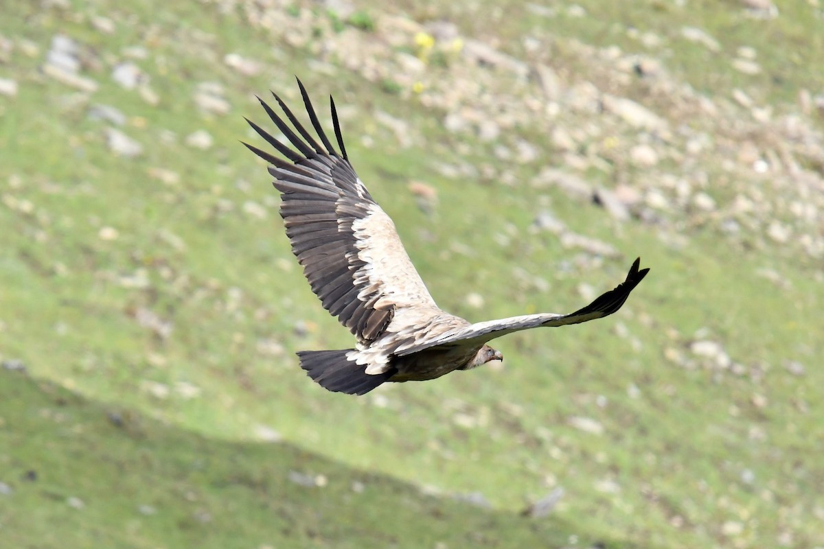 Vautour de l'Himalaya - ML646574229